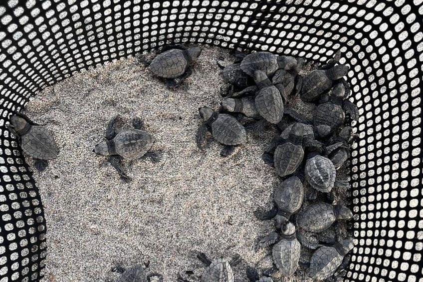 Een schildpaddenterrarium met een zandbodem en een gaasrand. 4