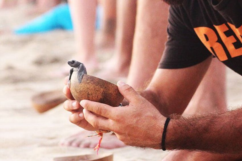 Release of Sea Turtles at Sunset 2