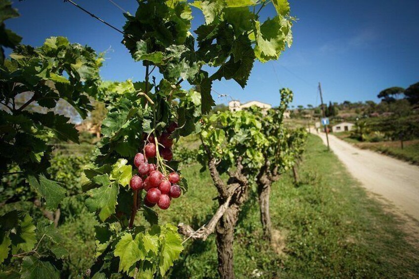 A vineyard with rows of grapevines and a dirt road in the background. 4