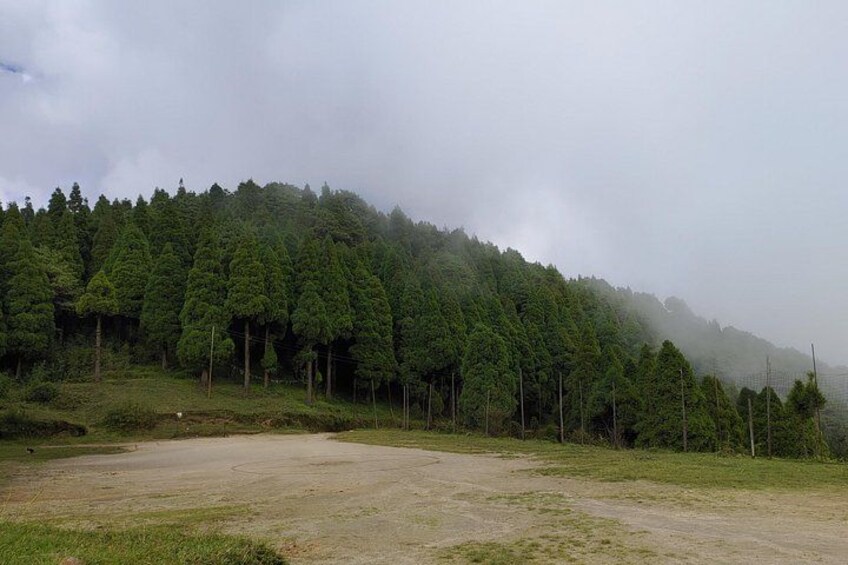 A forested hillside with a dirt path. 2