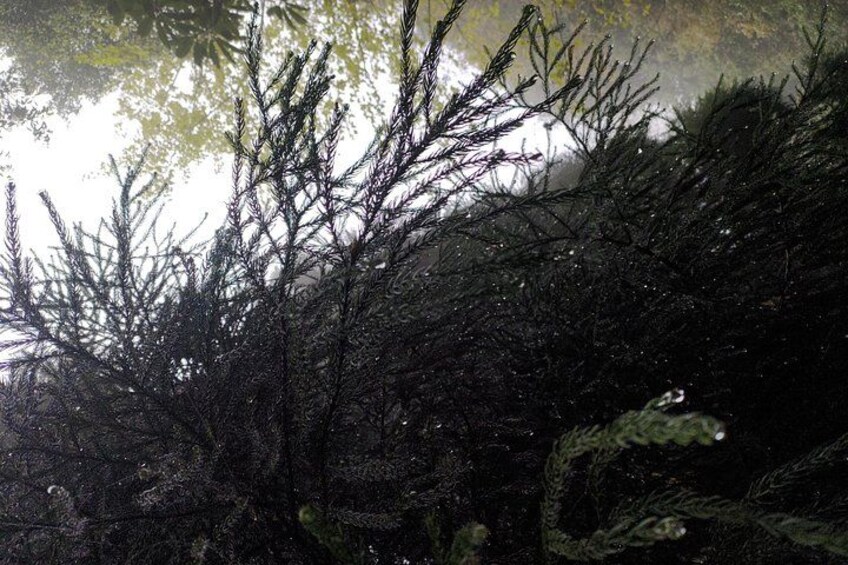 A dense forest with tall trees and a misty atmosphere. 4