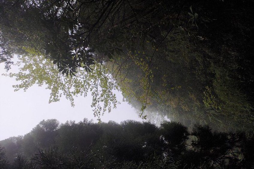 Darjeeling Forests on Foot 3