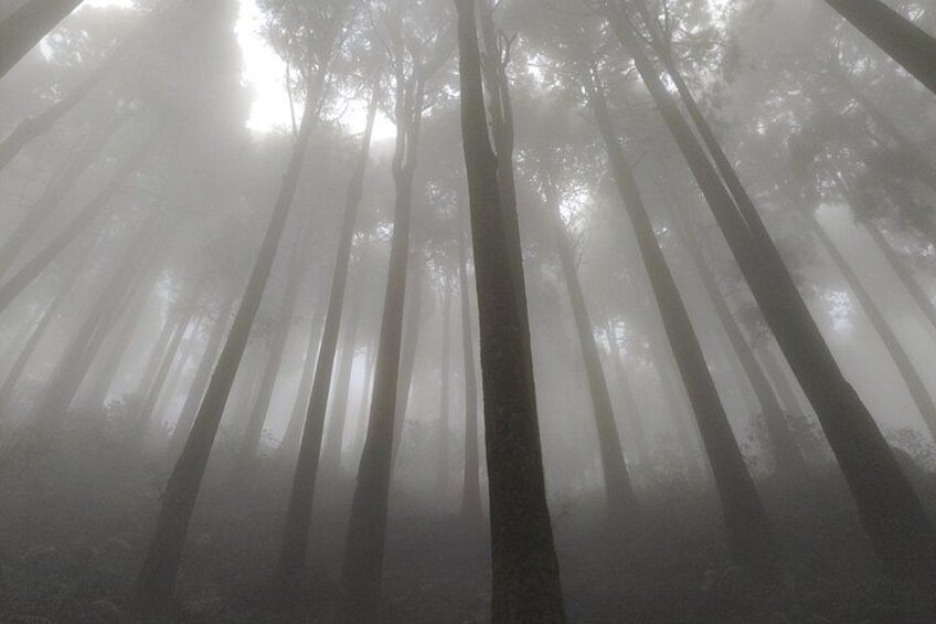 Darjeeling Forests on Foot 5
