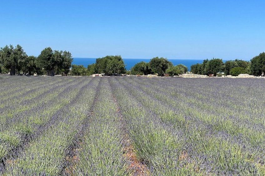 Un campo de lavanda con hileras de plantas de lavanda y árboles al fondo. 2