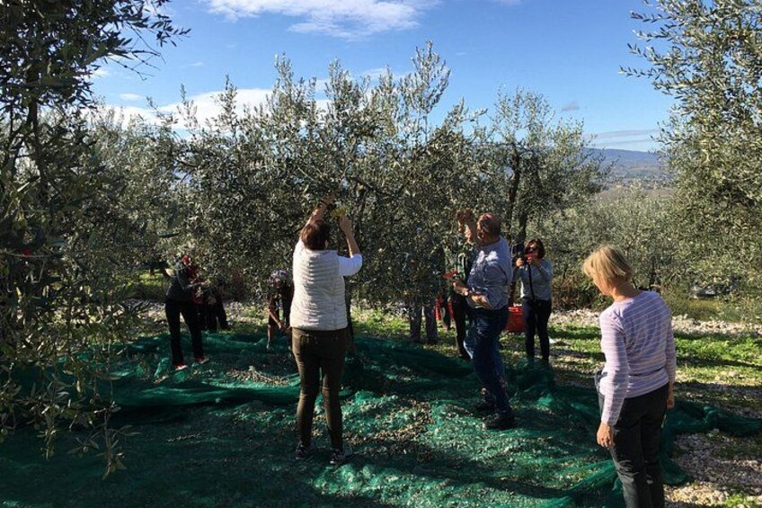 People harvesting olives in an orchard. 1