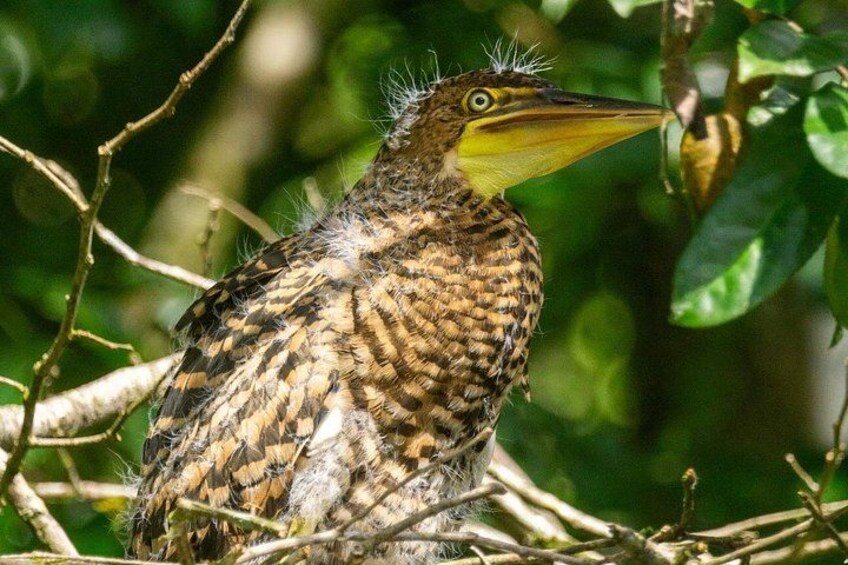 Un oiseau au bec jaune était perché sur une branche. 4