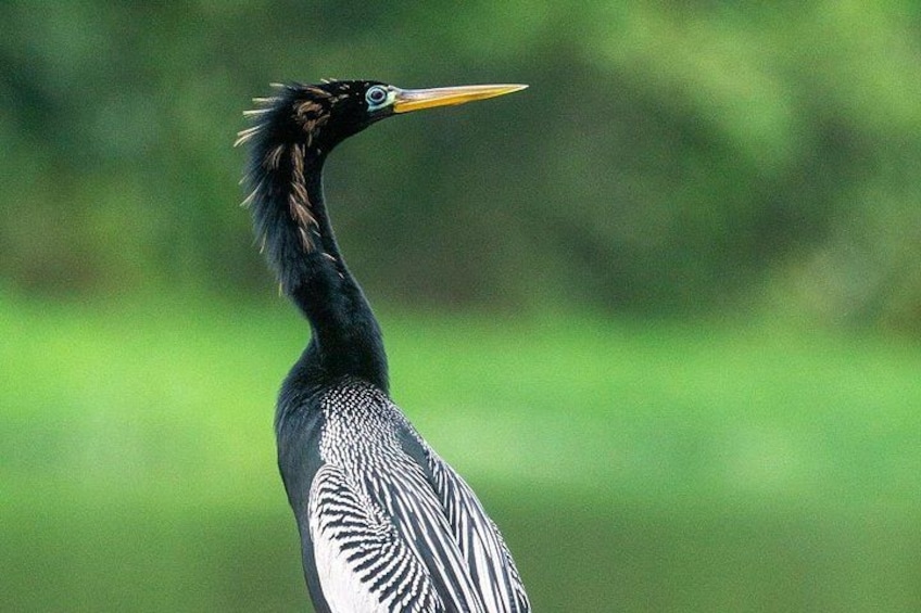 Un oiseau doté d’une huppe, d’un plumage noir et blanc et d’un long bec. 3