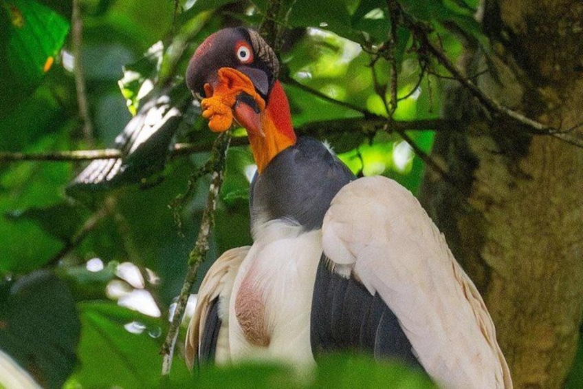 Un oiseau au bec rouge et à la tête noire, perché sur une branche. 5