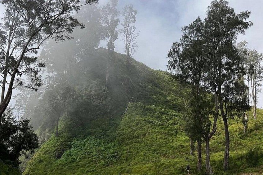 Un paisaje montañoso brumoso con vegetación verde exuberante y árboles altos. 2