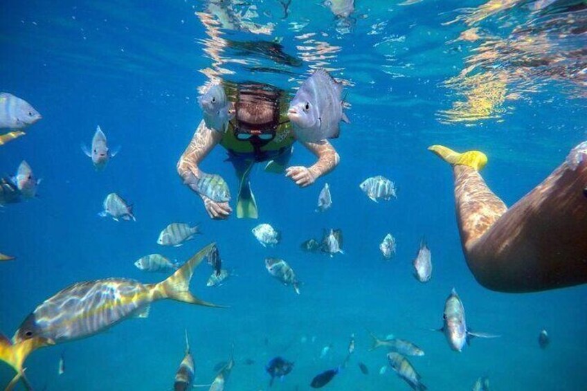A person snorkeling surrounded by various fish in clear blue water. 1