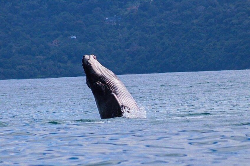 Whale and Dolphin Watching in the Whale Marine Park 1