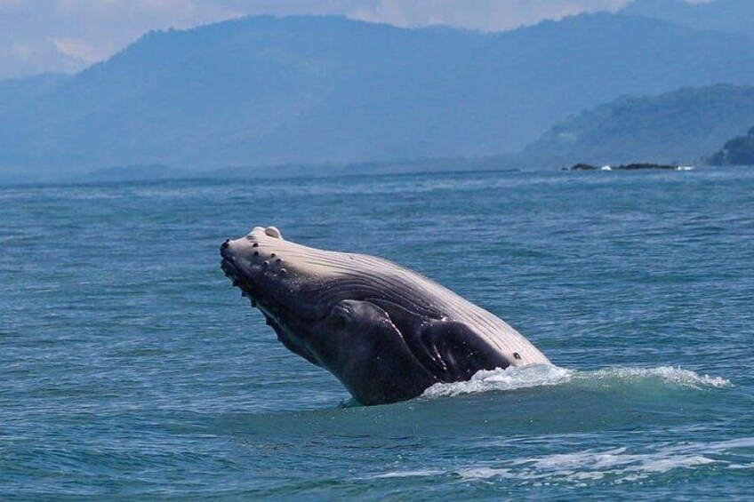 Un'onda che mostra una balena emergere dall'oceano, con montagne sullo sfondo. 4