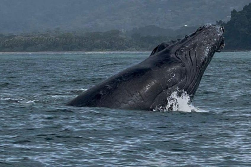 Una balena che salta fuori dall'acqua. 5