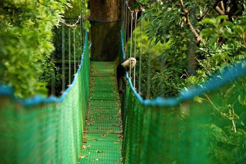 A monkey on a rope bridge in a forest. 2