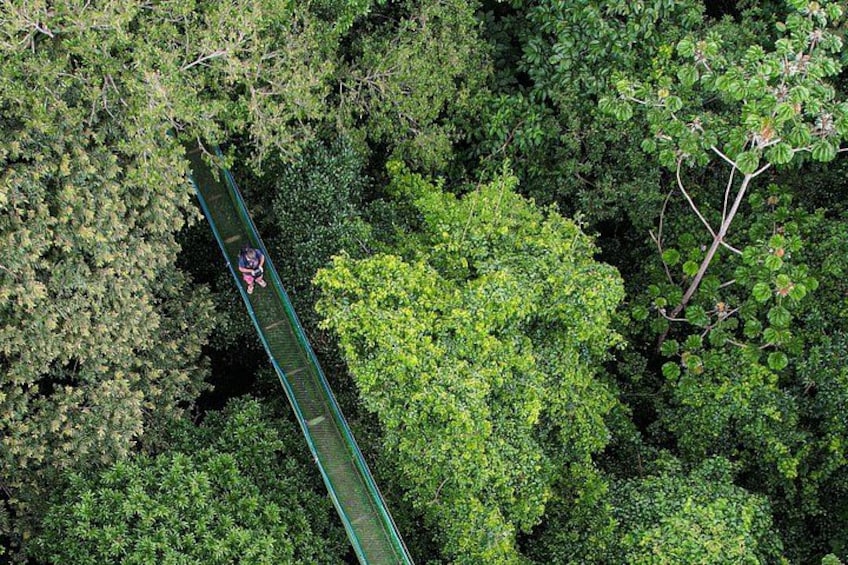 A person on a suspended bridge in a dense forest. 4