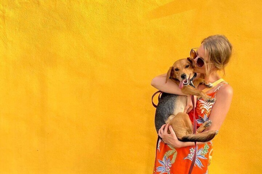 A person holding two dogs against a yellow wall. 1