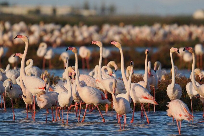 En flok flamingoer står i lavt vand. 1