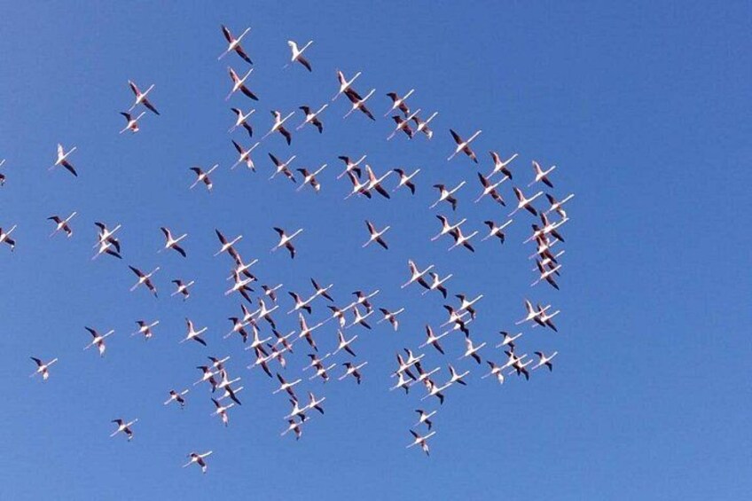 En flok fugle flyver i en V-formation mod en klar blå himmel. 5