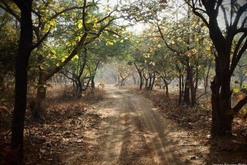 Gir National Park 2
