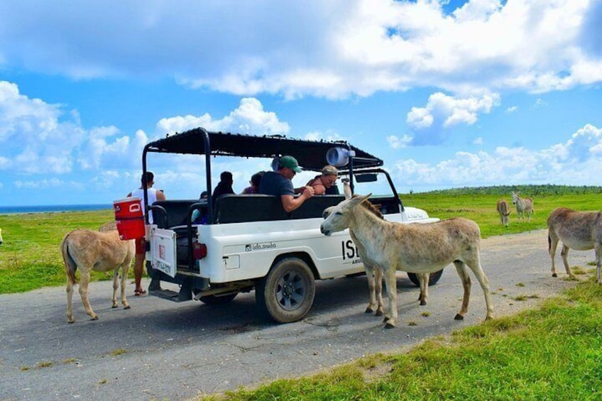 Un vehículo safari blanco con pasajeros y dos burros en una carretera. 3