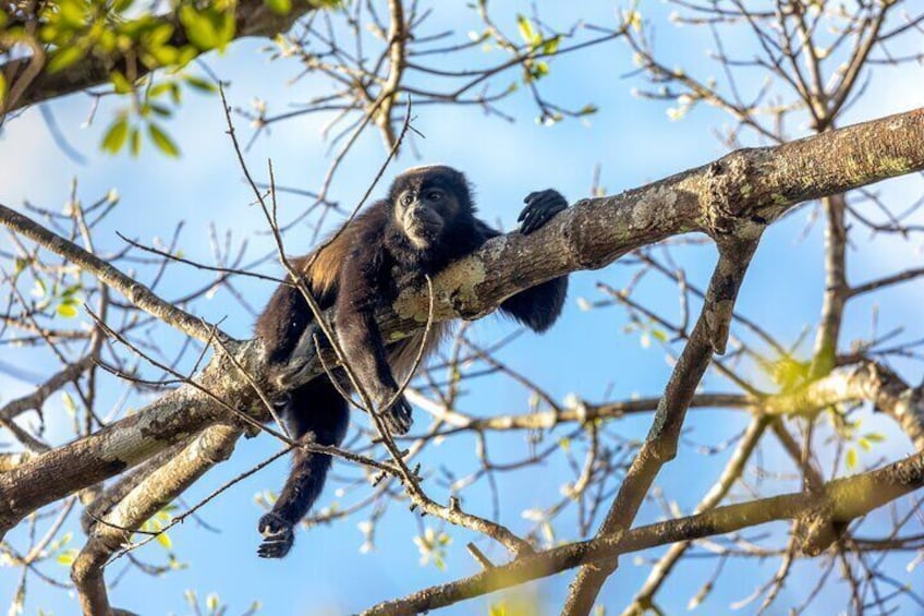 Un singe perché sur une branche d’arbre. 5