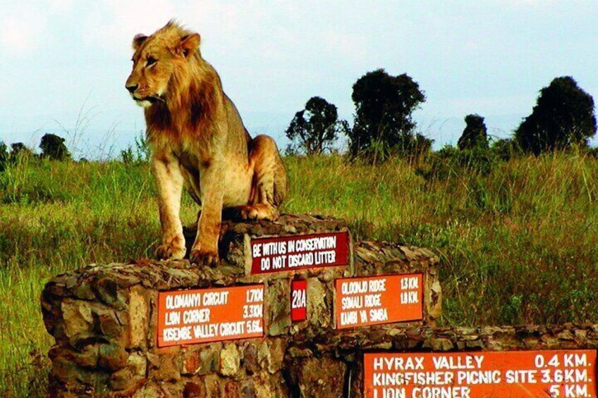 A lion sitting on a rock with directional signs. 1