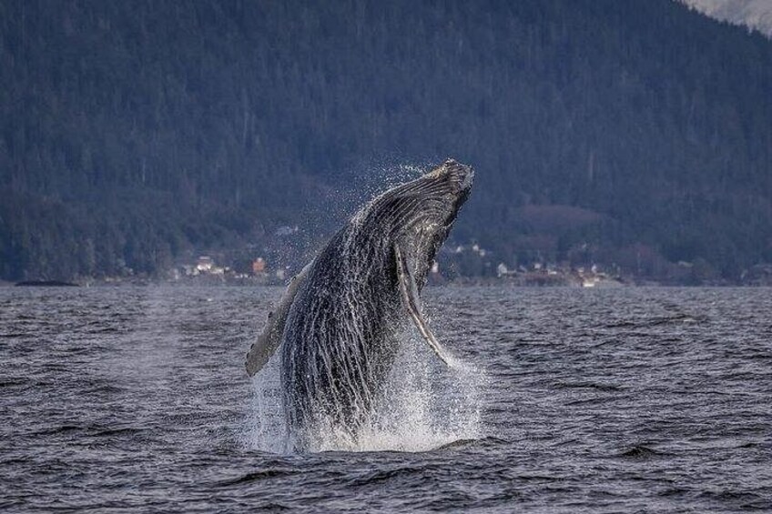 Shared Whale and Wildlife Viewing 1