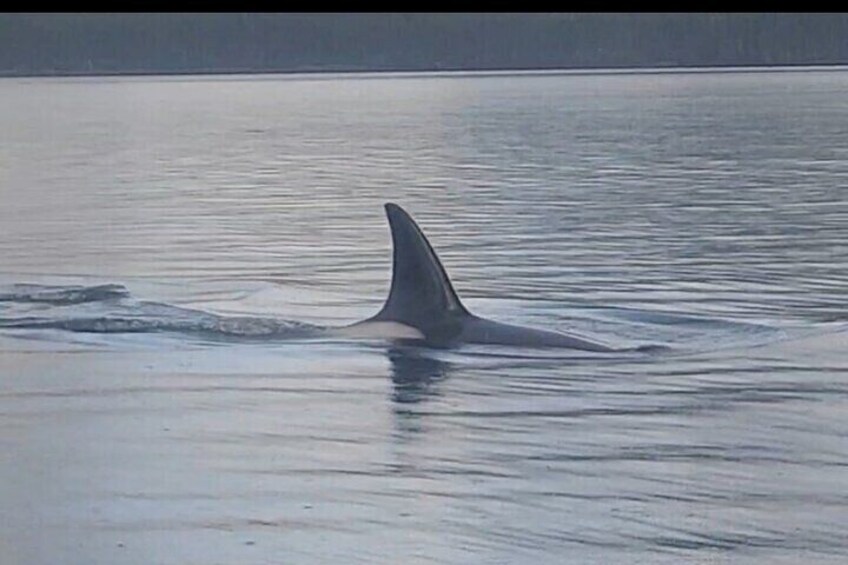 Shared Whale and Wildlife Viewing 2