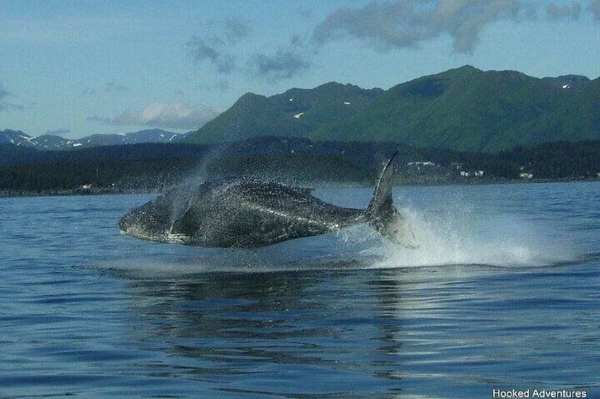 Shared Whale and Wildlife Viewing 2