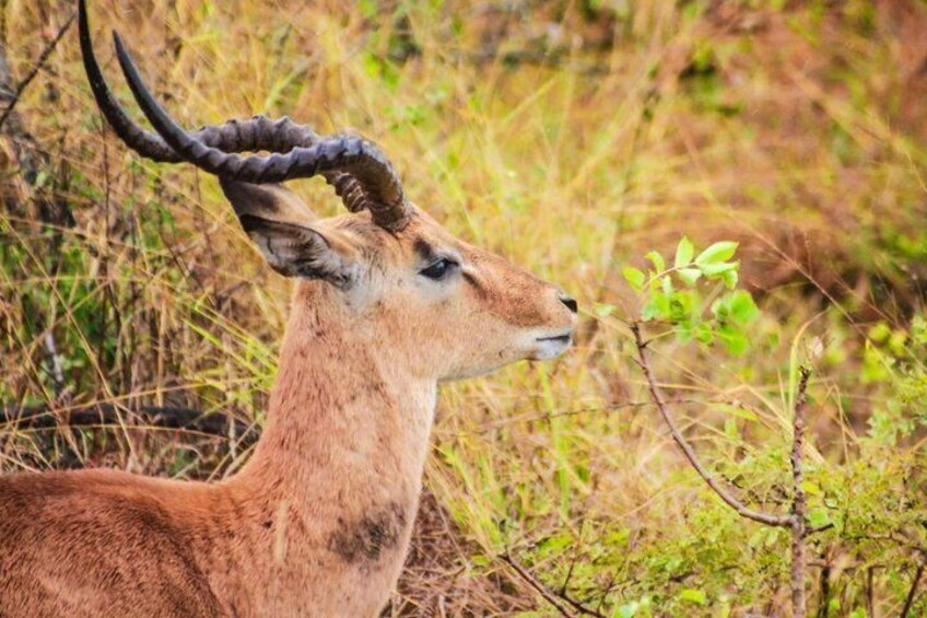 Kruger National Park Morning Safari Experience (Minimum 2 Peope) 3