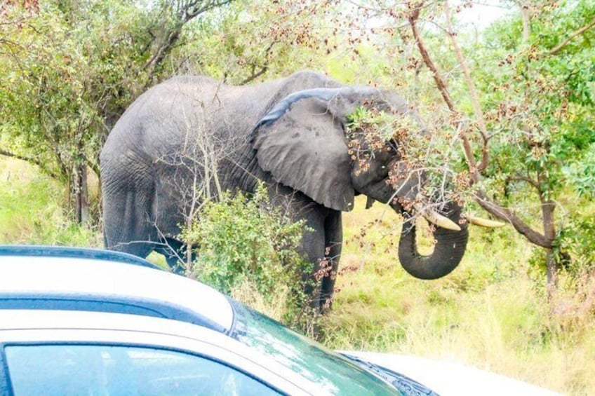 Kruger National Park Morning Safari Experience (Minimum 2 Peope) 4