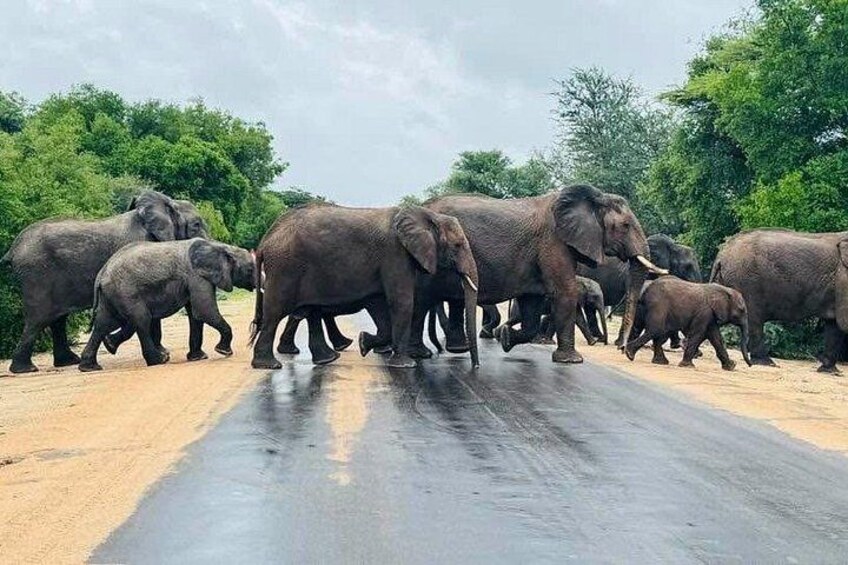 A herd of elephants crossing a road. 2