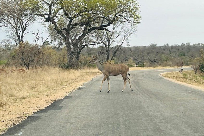 A zebra crossing a paved road in a savannah landscape with sparse trees and dry grass. 4