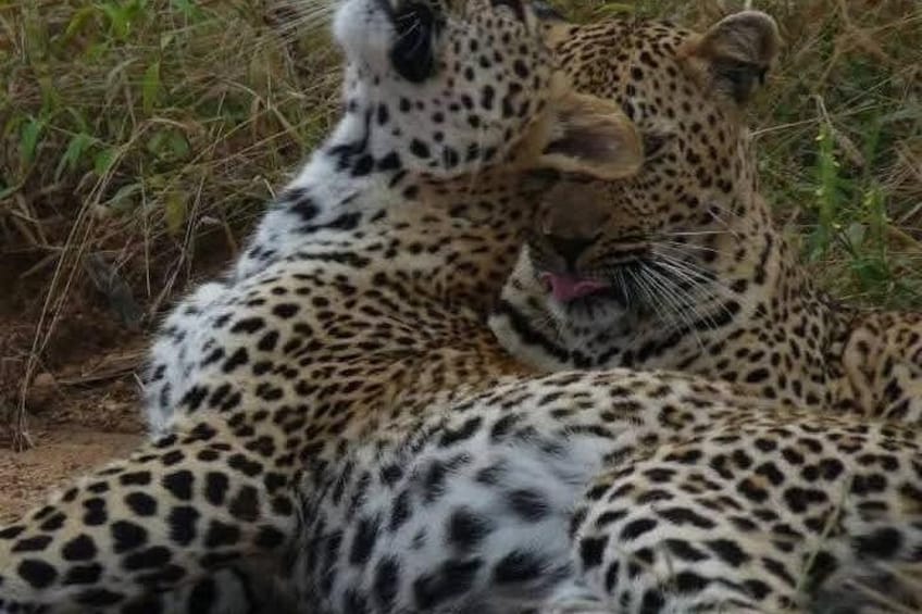 Two leopards in a natural setting with dense vegetation. 1