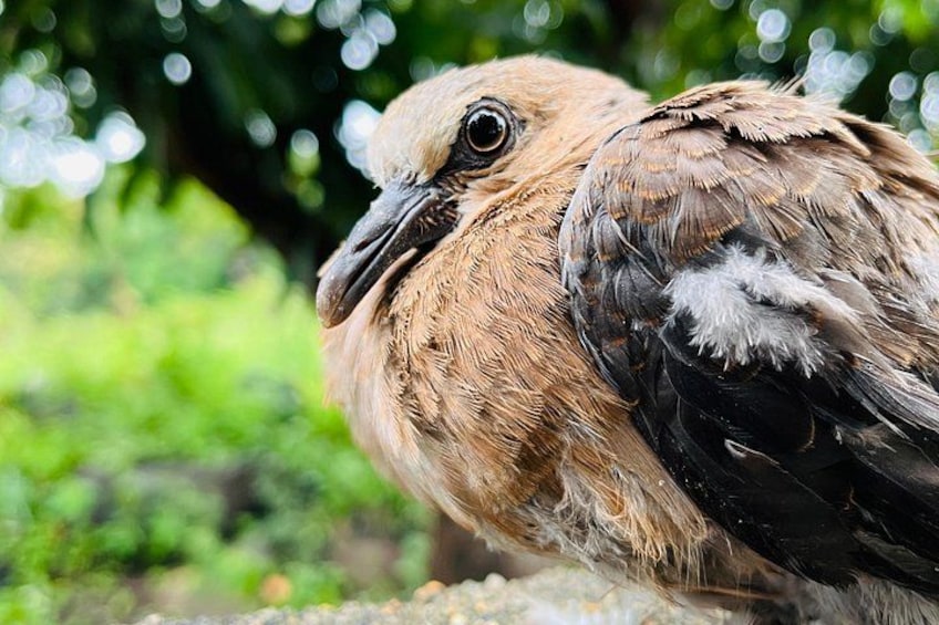 A close-up of a bird with brown and black feathers, set against a blurred green background. 3