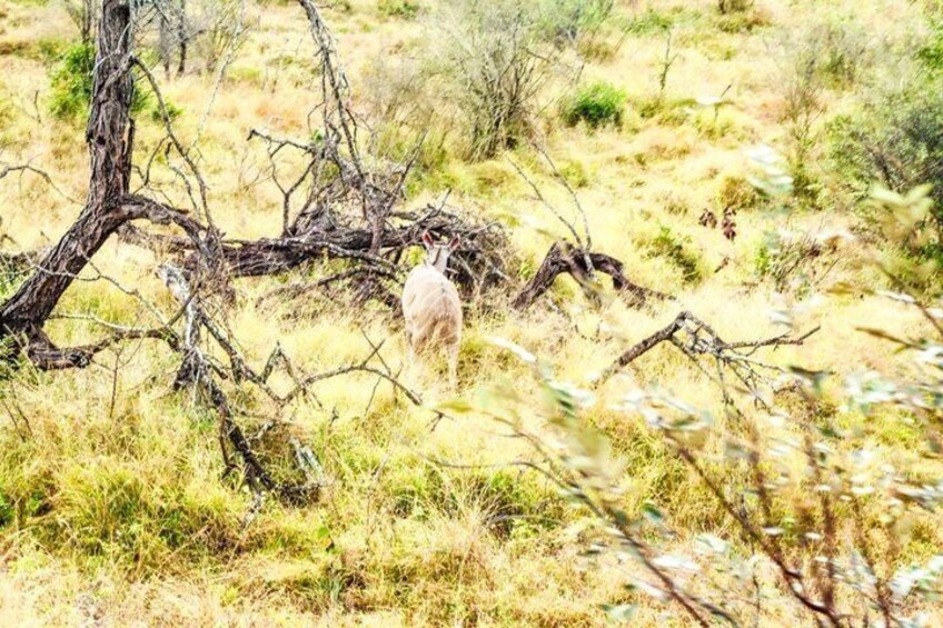 Kruger National Park Morning Safari Experience (Minimum 2 Peope) 5