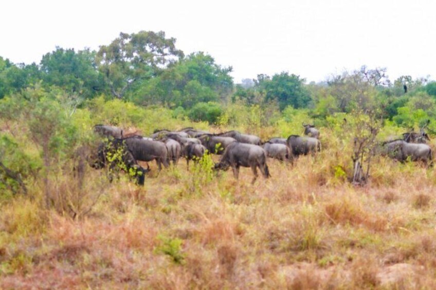Kruger National Park Morning Safari Experience (Minimum 2 Peope) 2