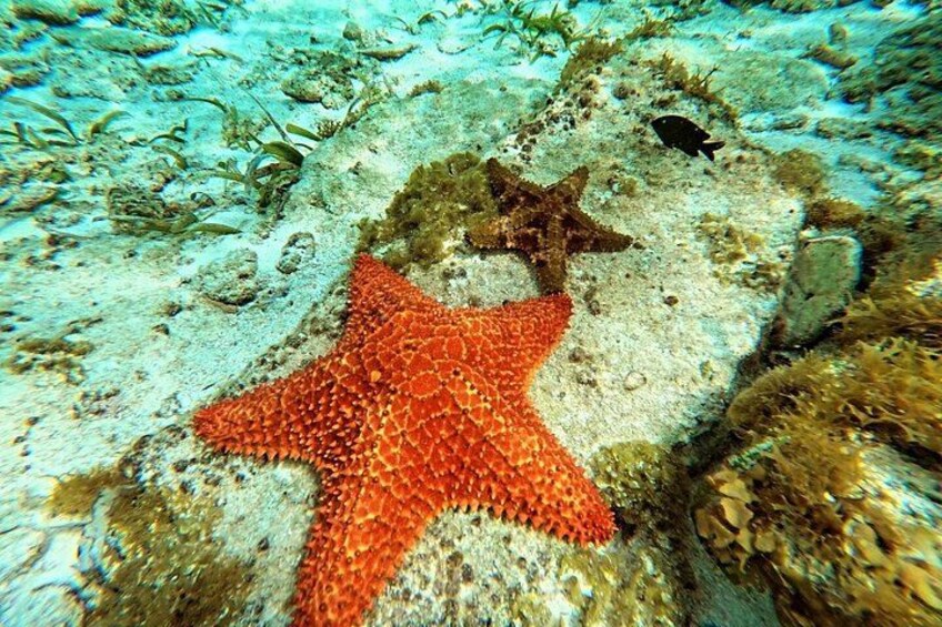 Une étoile de mer rouge sur un fond rocheux, avec une végétation marine clairsemée. 2