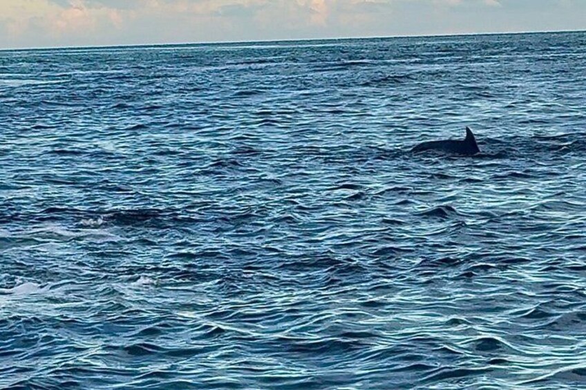 Destin Sunset Cruise with Dolphin Watching 3