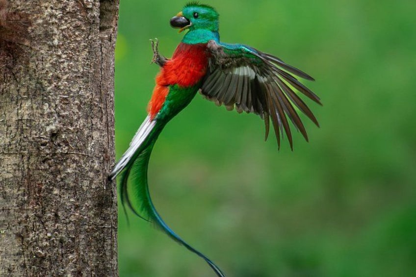 Un pájaro posado sobre el tronco de un árbol, con las alas extendidas. 1