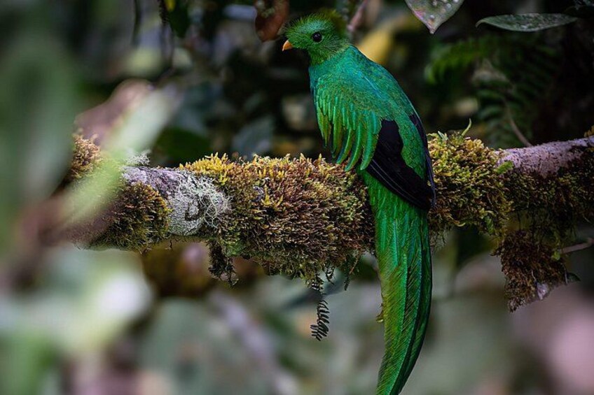 Un pájaro verde posado en una rama cubierta de musgo en un bosque. 5