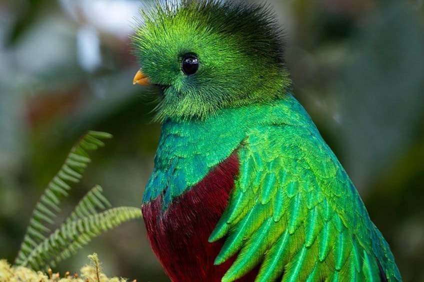 Un ave con plumaje verde y rojo, un ojo negro y un pico anaranjado. 4