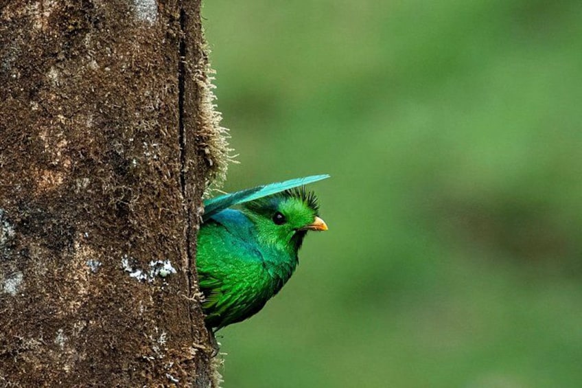 Un pájaro verde posado en un tronco de árbol. 3