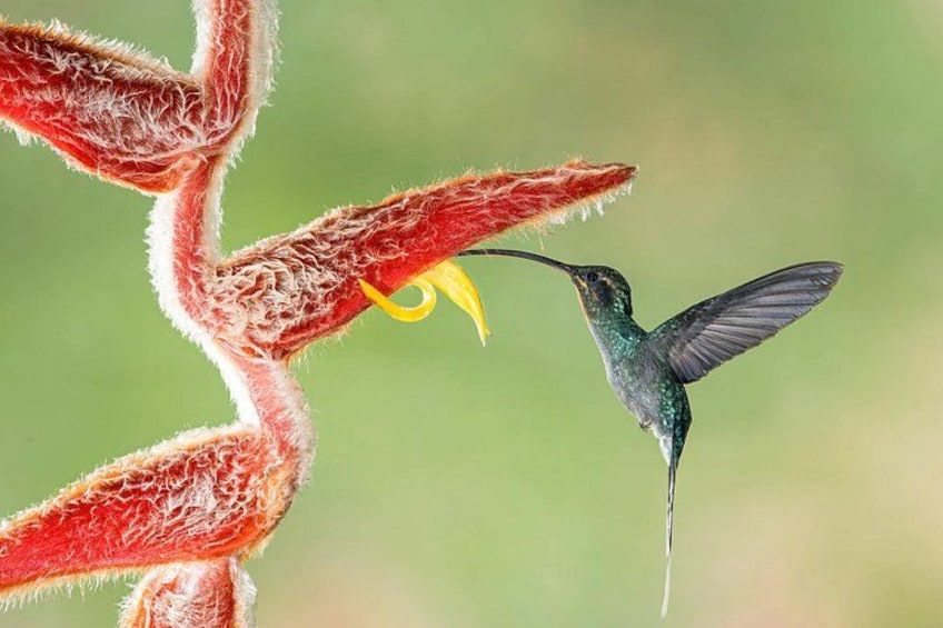 Un colibrí alimentándose del néctar de una flor roja. 2