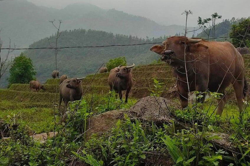 A herd of cattle grazing on a hillside with a mountainous backdrop. 2