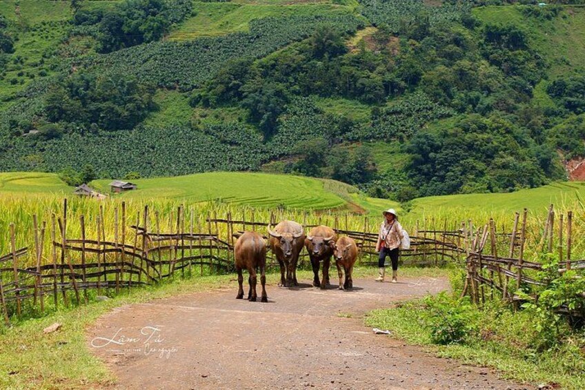 A rural landscape with a dirt path, a wooden fence, and a person standing with three cattle. 4