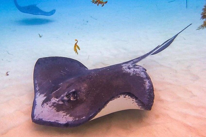 Caribbean Stingray 1