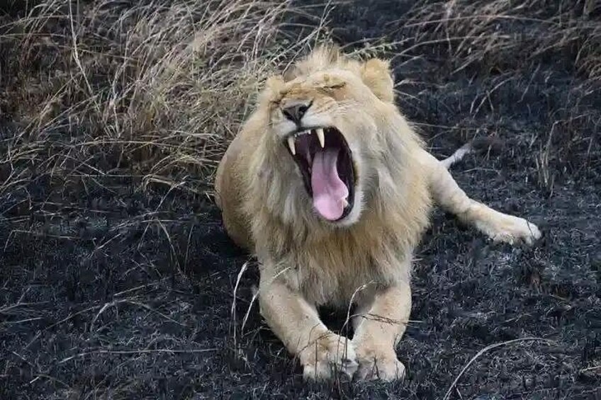 A lion lying on the ground with its mouth open, surrounded by dry grass and dirt. 1