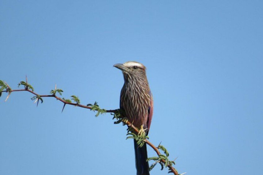 A bird perched on a branch against a clear blue sky. 5