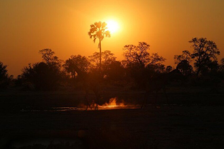 A sunset over a savanna landscape with silhouettes of trees and a distant fire. 3